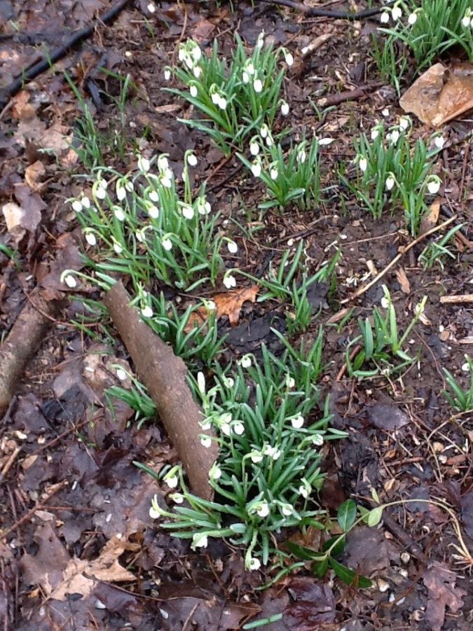 snowdrops