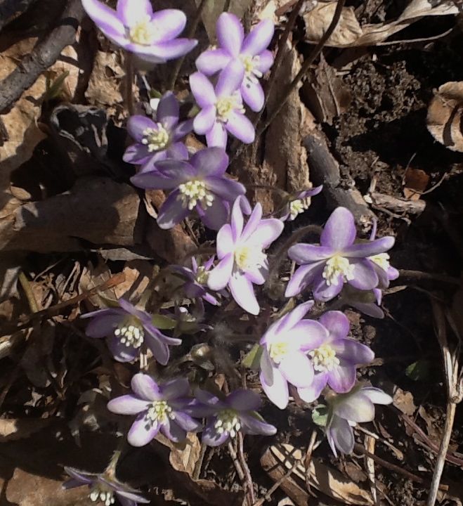 hepatica