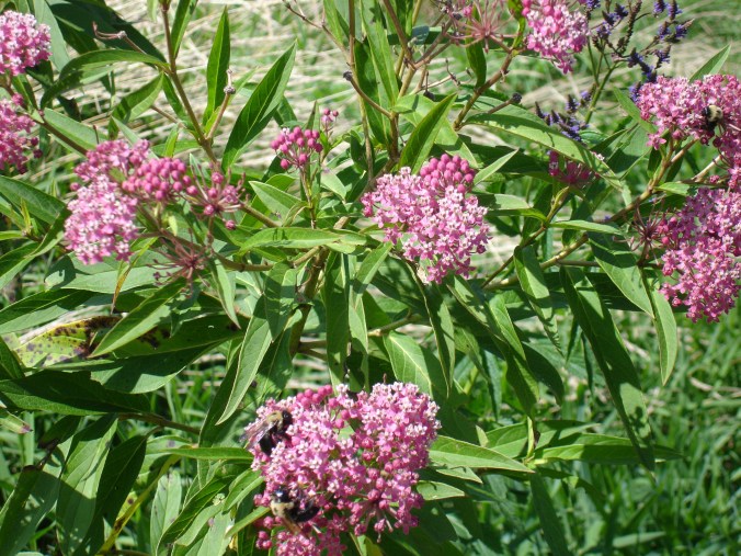 milkweed