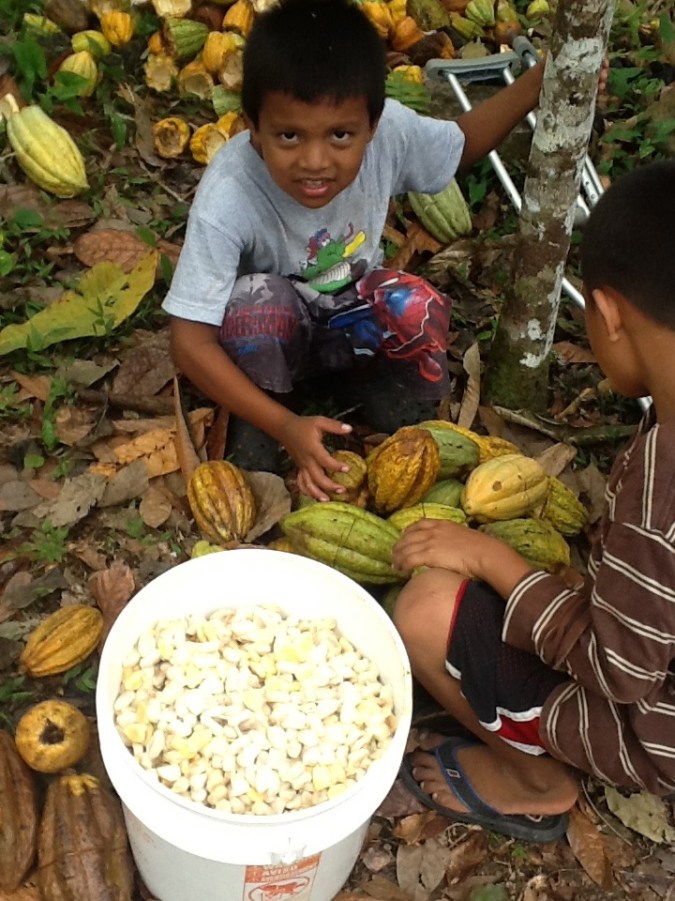 Grandsons with cacao pods and a bucket of slimy, lemony raw beans