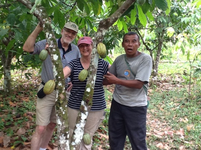 Chocolate holy man Eladio Pop shows off a prize cacao tree to tourists.