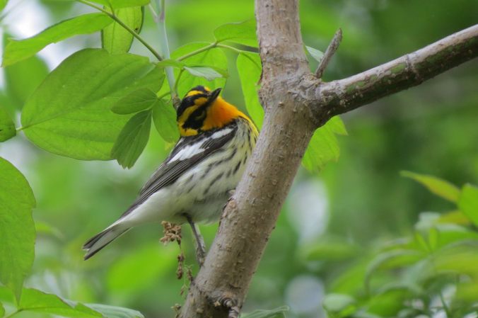 Blackburnian Warbler, not the one I saw. Photo by Herb Myers