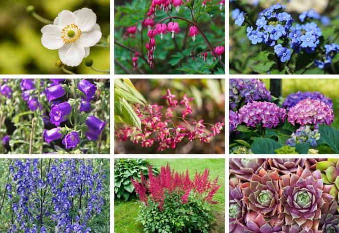 Perennials-that-love-shade